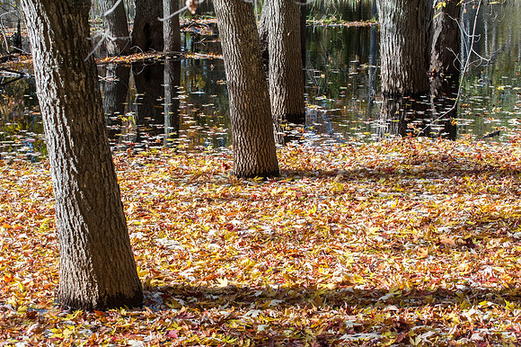 APondFall101114-51