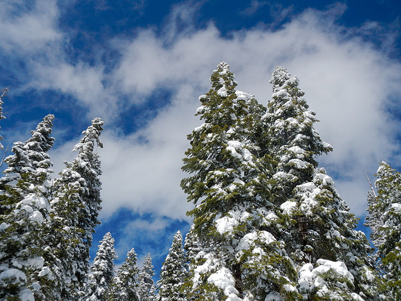 Snowshoe3-28-12-109