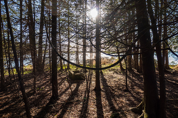 ToftSpring-3