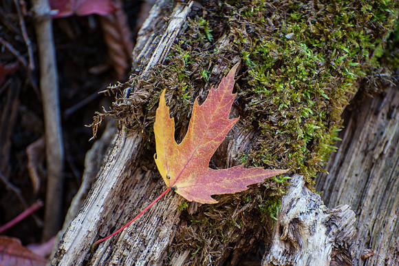 APondFall101114-33