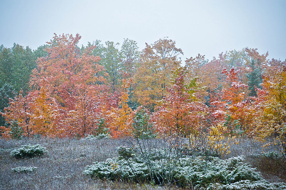 SnowColors61