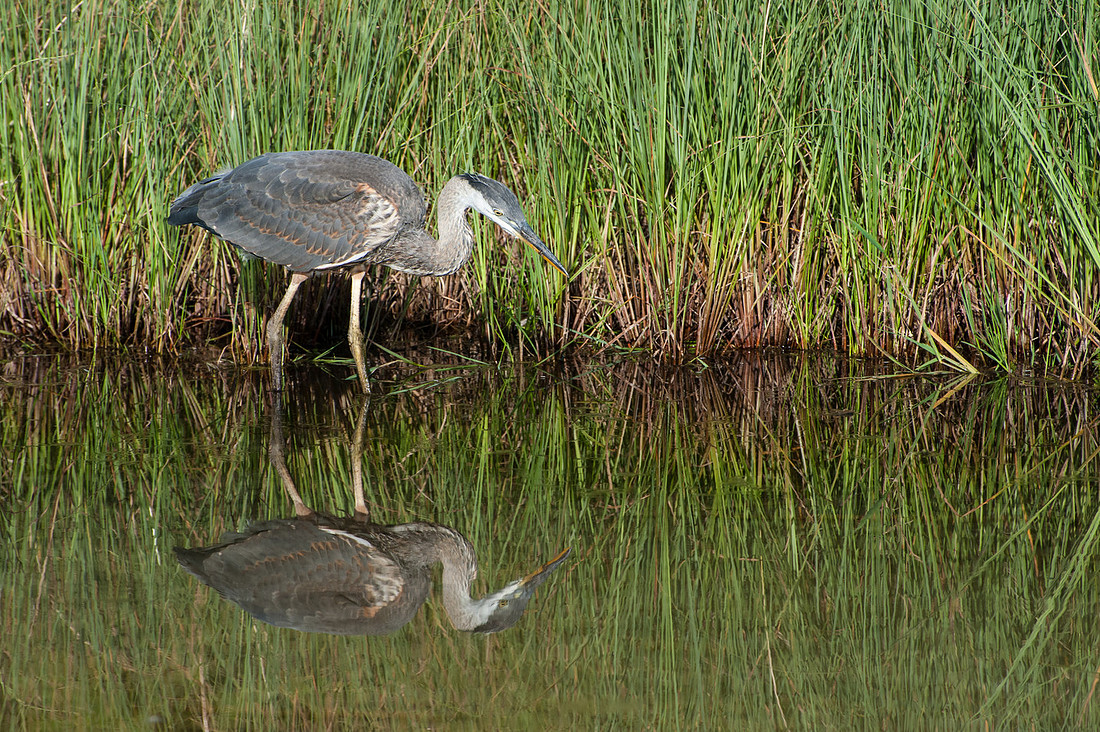 08042009BlueHeron5