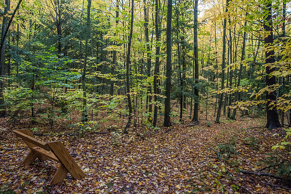 LautBacWoodFall14-45
