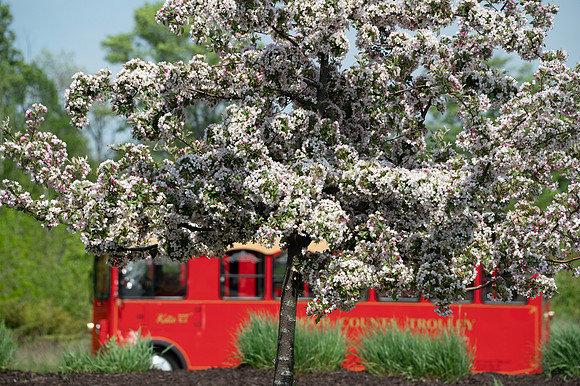 EggTrollyB-108
