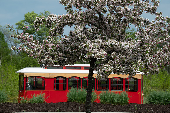 EggTrollyB-74