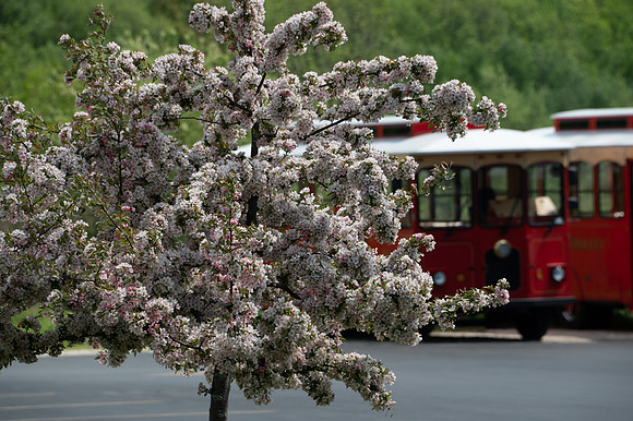 EggTrollyB-72