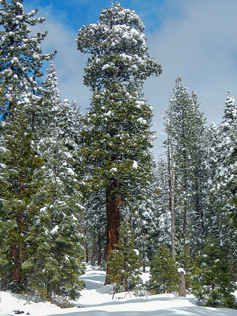 Snowshoe3-28-12-1