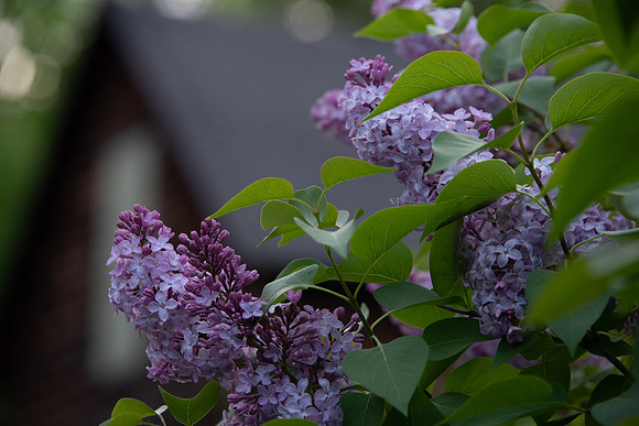3SpringLilac-19