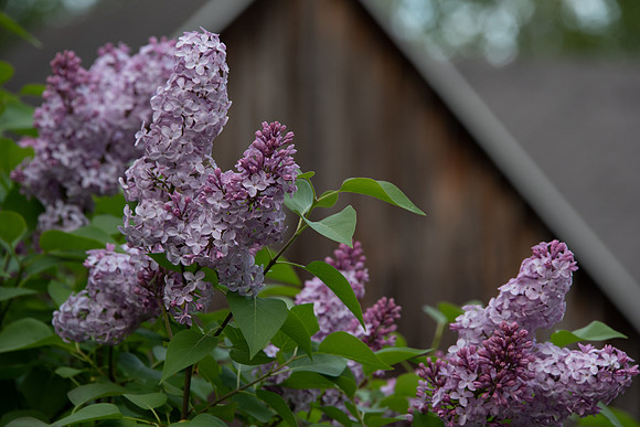 3SpringLilac-31