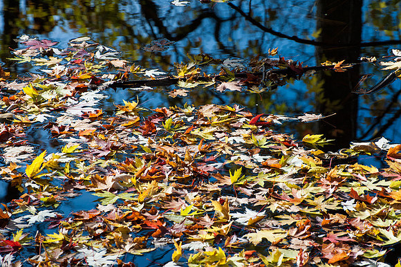 APondFall101114-61-Enhanced