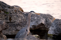 Great Blue Heron Pen Park-16