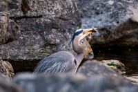 Great Blue Heron Pen Park-12
