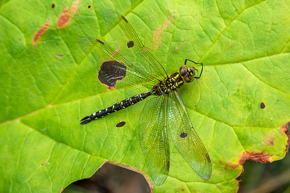 DCLTBioBlitz-130