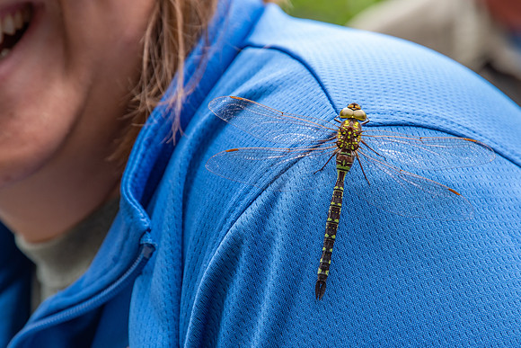 DCLTBioBlitz-123