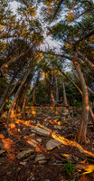 BluffTreesGroup01