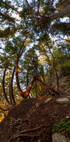 BluffTrees-117-Edit