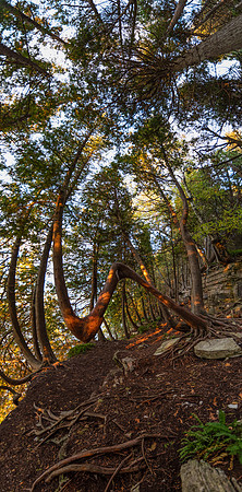 BluffTrees-117-Edit