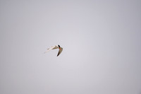 Common Terns