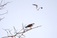 Hawks