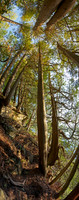 BluffTrees01