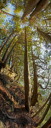 BluffTrees01