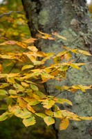 RichForest-50