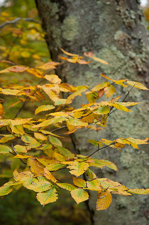 RichForest-50