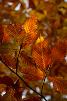 RichForest-48