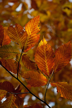 RichForest-48