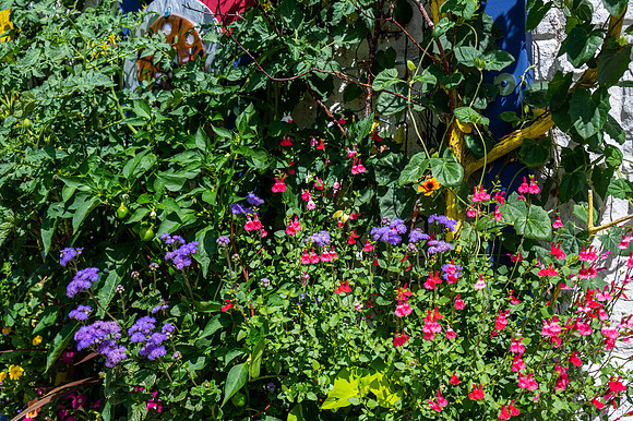 Enclave Flowers-16