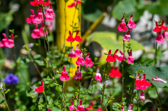 Enclave Flowers-13