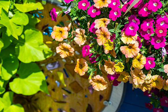 Enclave Flowers-15