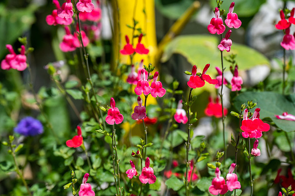 Enclave Flowers-14