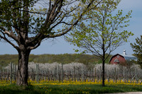 OrchardsOrchards Sunny-113