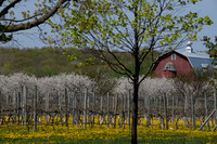OrchardsOrchards Sunny-111