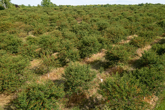PedersOrchard-26-HDR