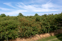 PedersOrchard-1-HDR