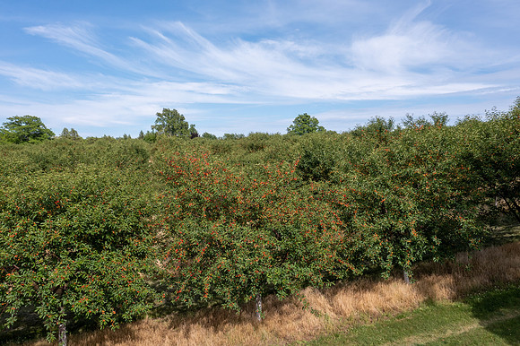 PedersOrchard-1-HDR
