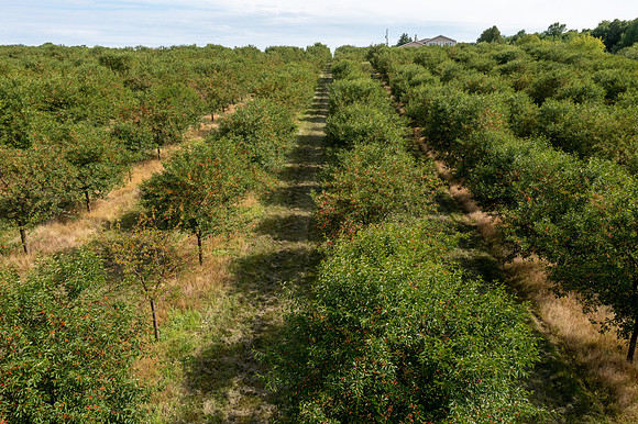 PedersOrchard-116-HDR