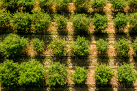 PedersOrchard-81-HDR