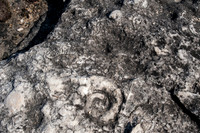 FossilBeach-44