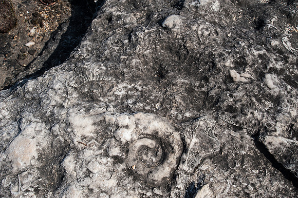 FossilBeach-44