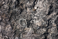 FossilBeach-22