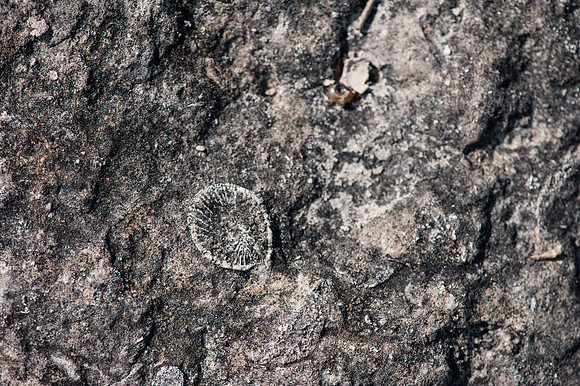 FossilBeach-22