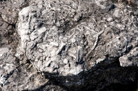 FossilBeach-33