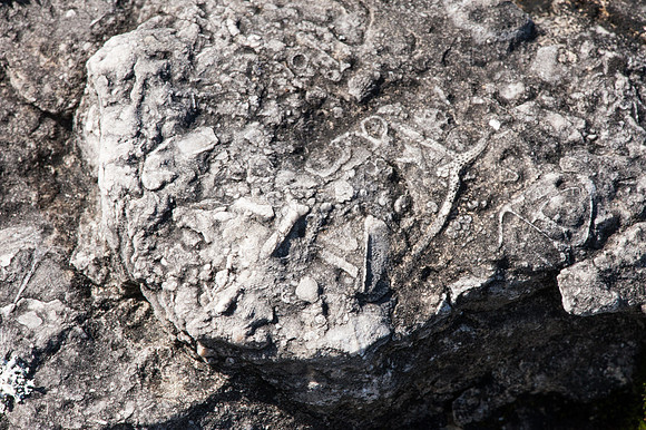FossilBeach-33