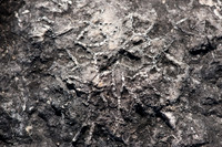 FossilBeach-17