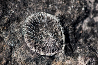 FossilBeach-21