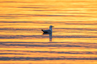 Seagulls