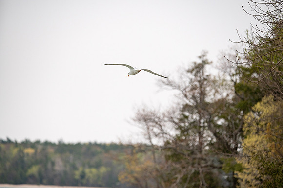 Newport Door County-420